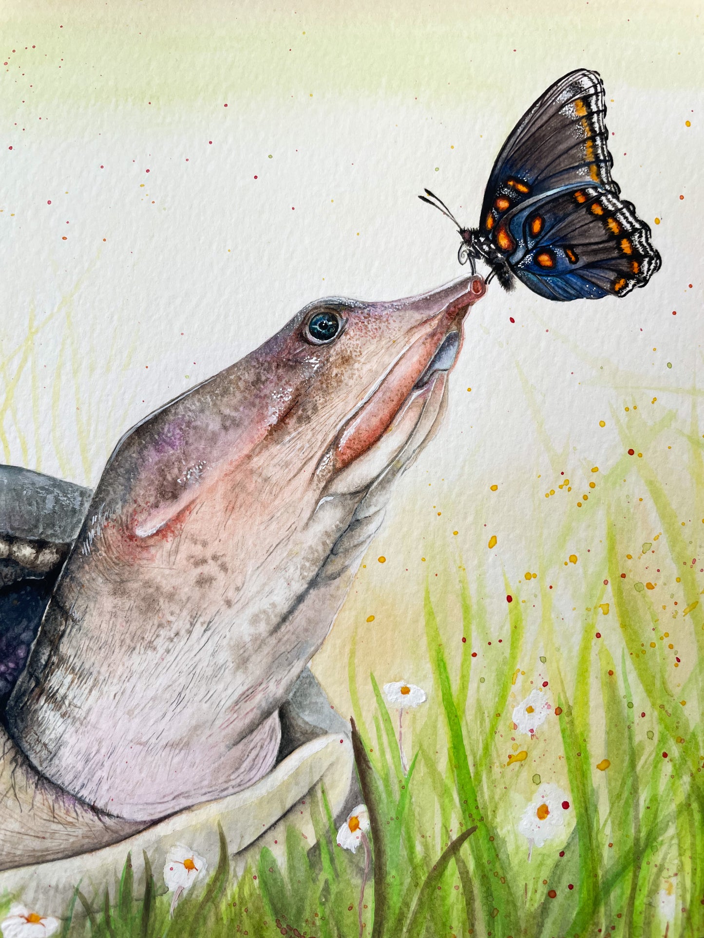 Florida Softshell Turtle Original Watercolor Painting