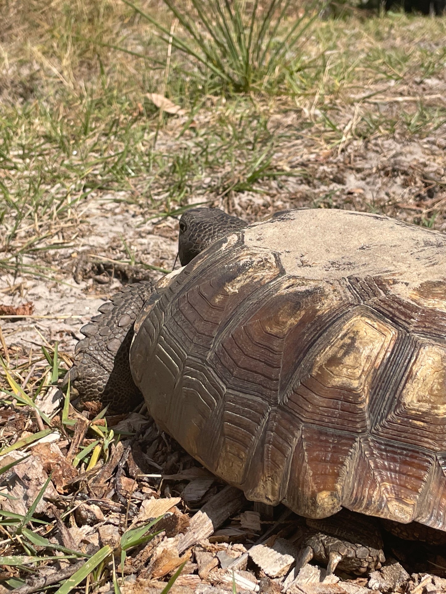 "Where Do I Go?" Gopher Tortoise Limited Edition Fine Art Print