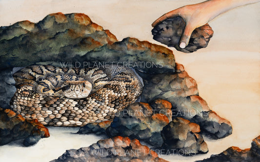 "Still Worthy" Eastern Diamondback Rattlesnake Limited Edition Fine Art Print