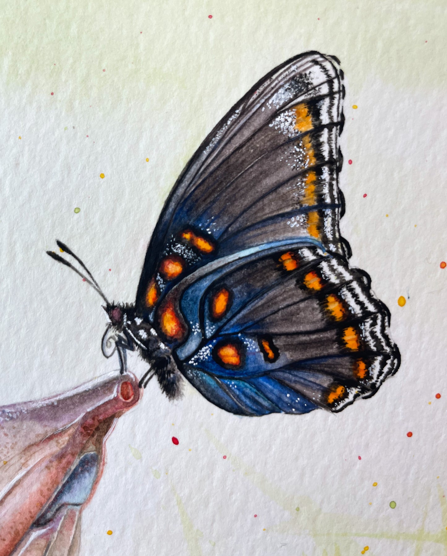 Florida Softshell Turtle Original Watercolor Painting