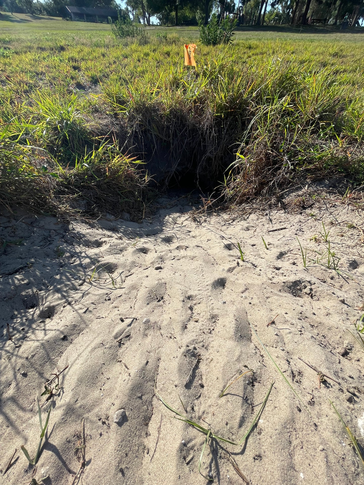Gopher Tortoise Waterproof Sticker