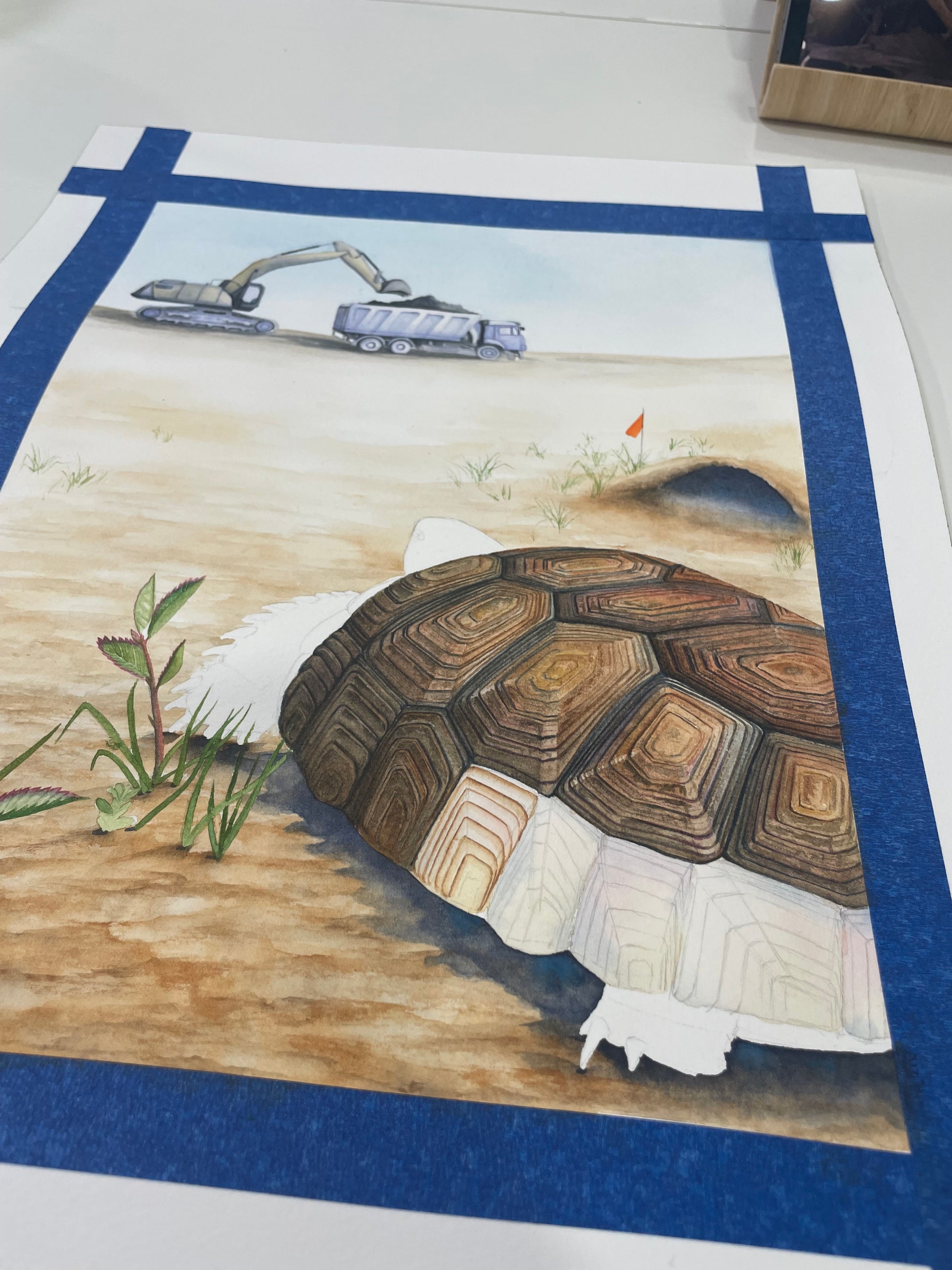 gopher tortoise florida watercolor limited edition art print wildlife conservation