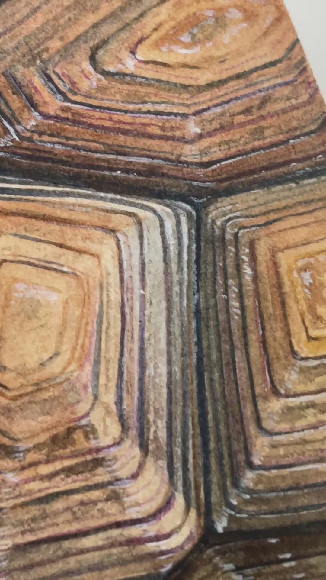 gopher tortoise florida watercolor limited edition art print wildlife conservation