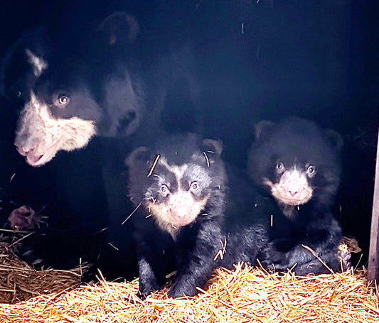 Supporting the Andean Bear Cubs at the Salisbury Zoo!