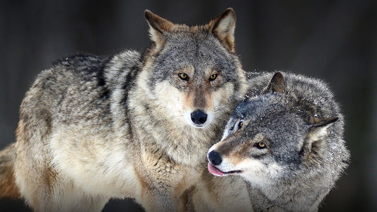 Gray Wolf Workshop coming February 6th - March 11th!