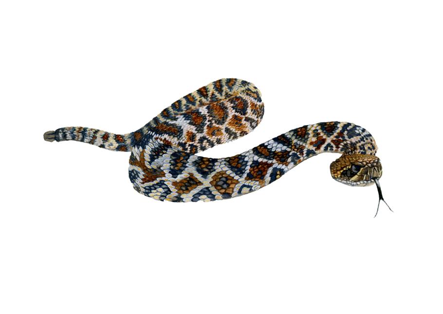 Snakes