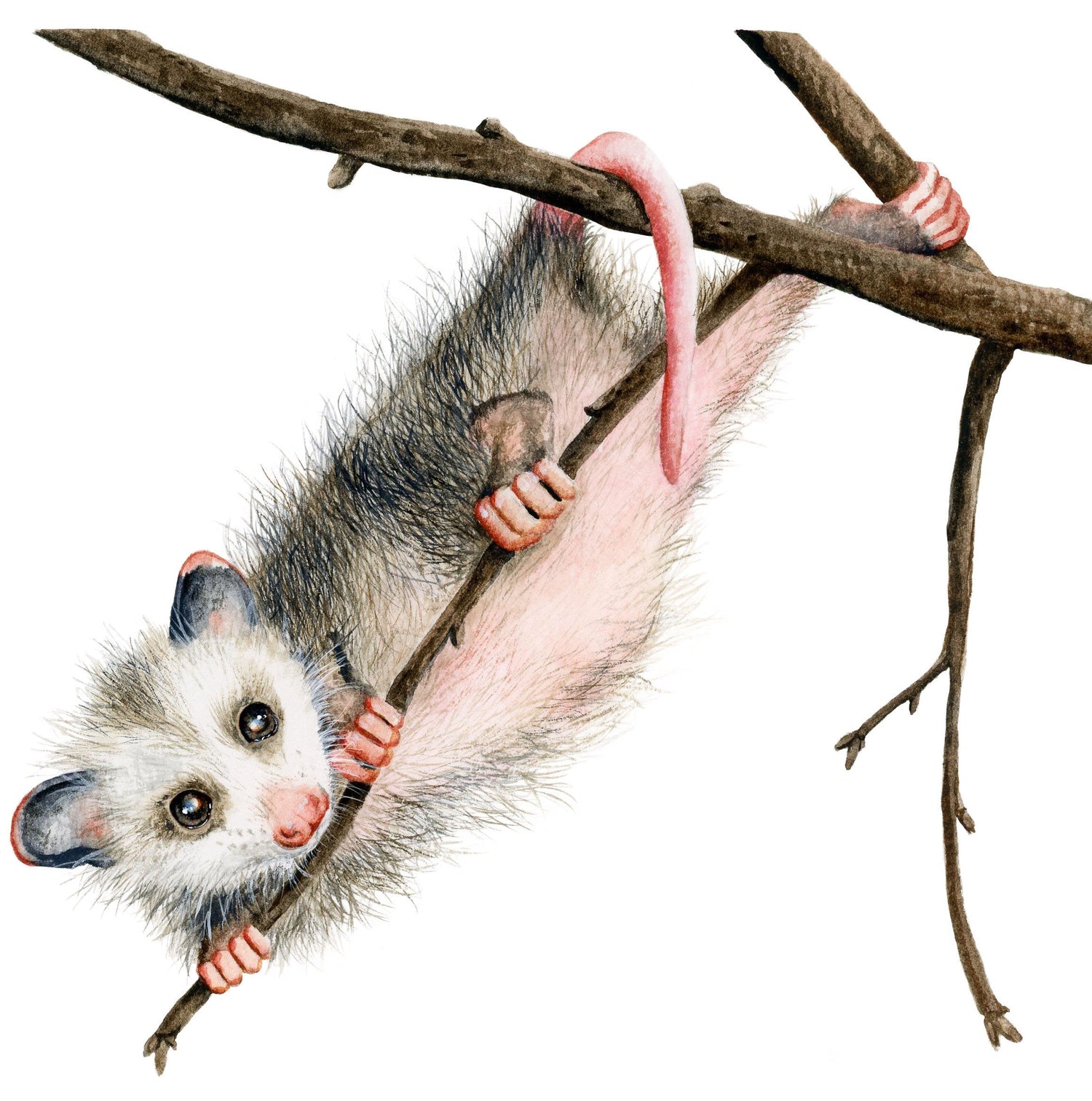 Opossum