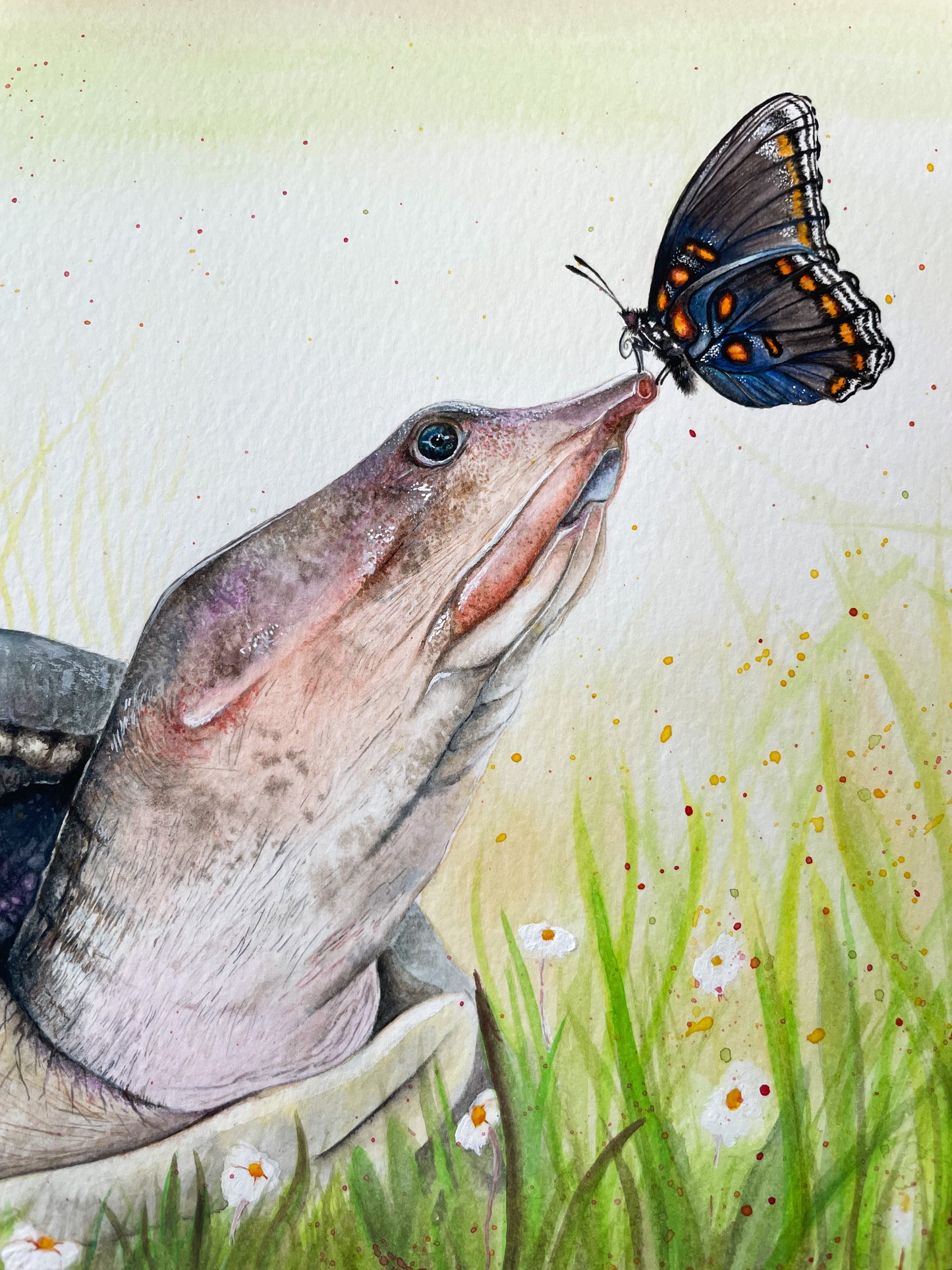 Softshell Turtle Art Print