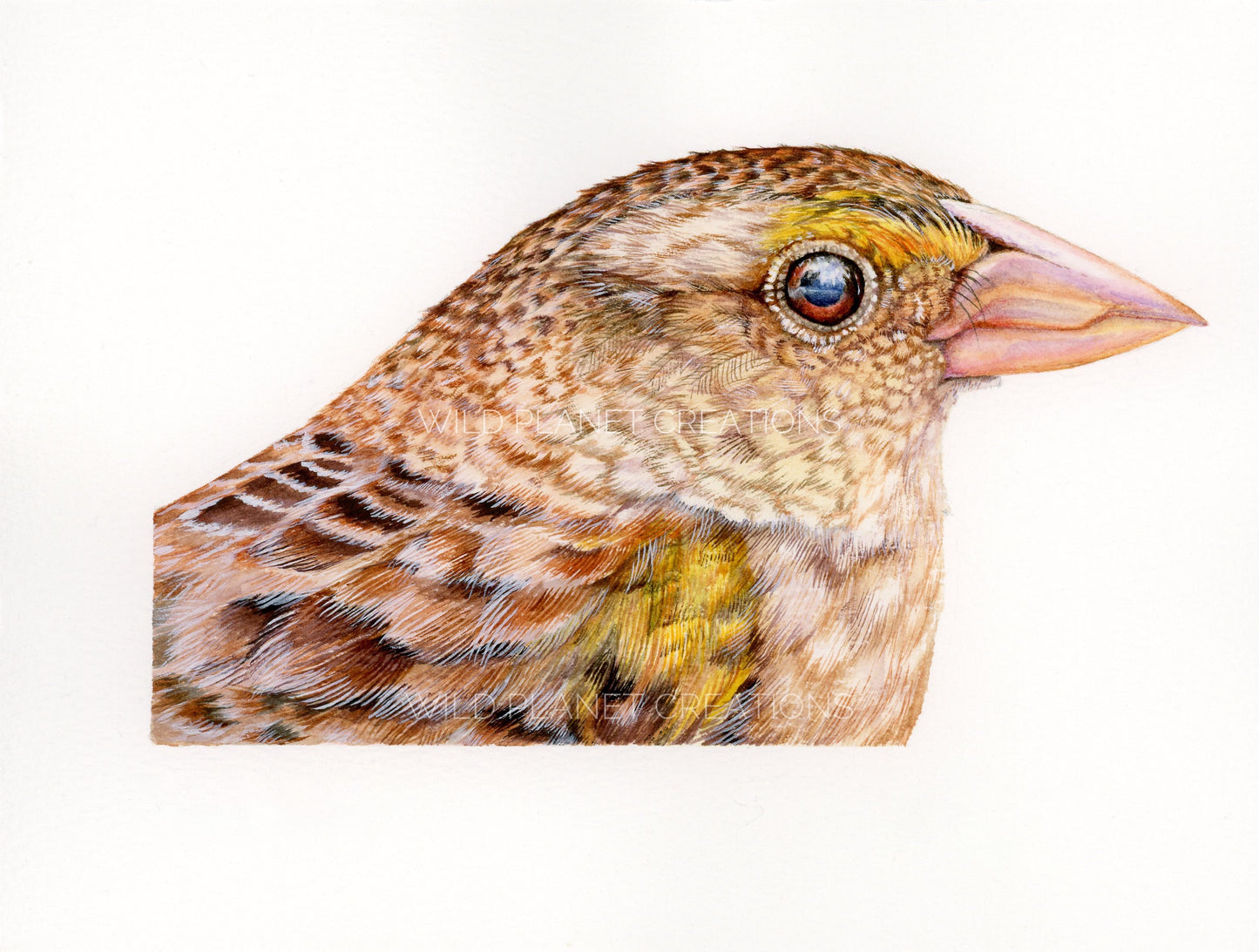 Florida Grasshopper Sparrow (Little Brown Bird) Art Print