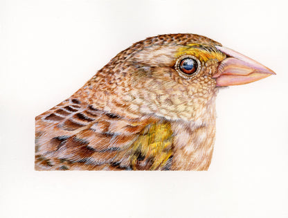 Florida Grasshopper Sparrow (Little Brown Bird) Art Print