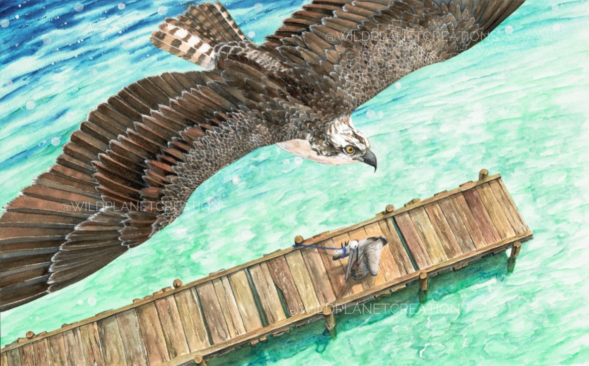 "Over Troubled Waters" Osprey Watercolor Painting Limited Edition Fine Art Print