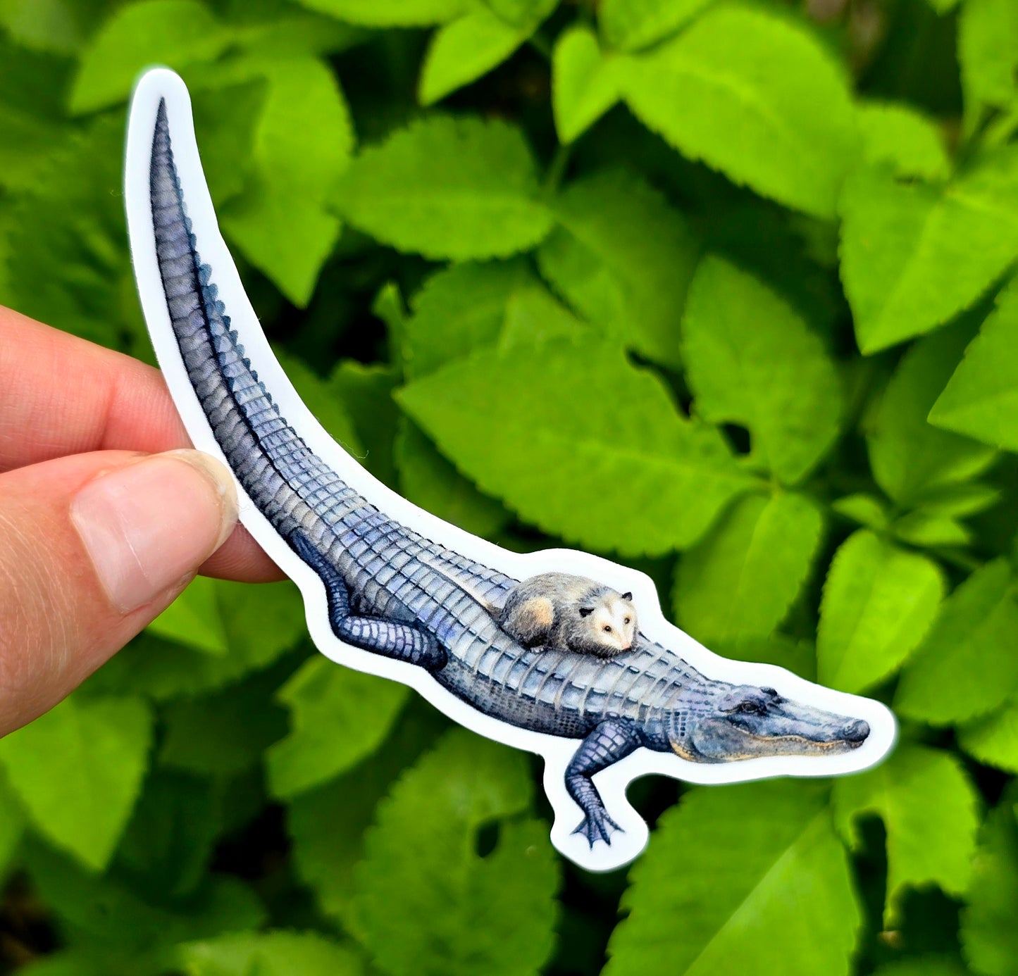 Alligator and Opossum Waterproof Sticker