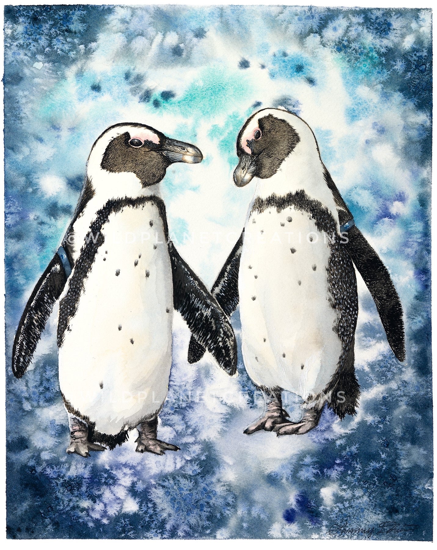 African Penguins Limited Edition Art Prints