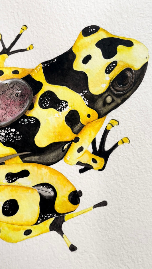 Poison Dart Frog Original Watercolor Painting