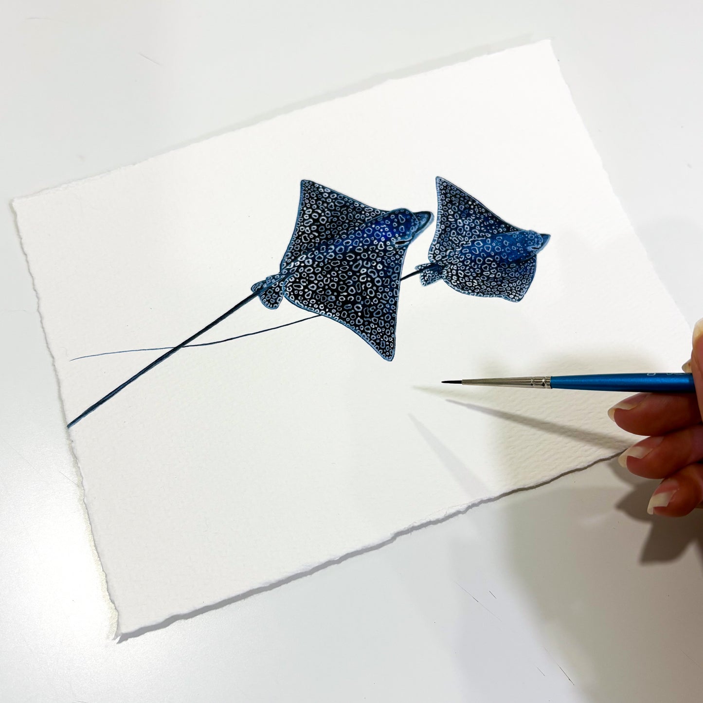 Spotted Eagle Ray 2 Mini Original Watercolor Painting