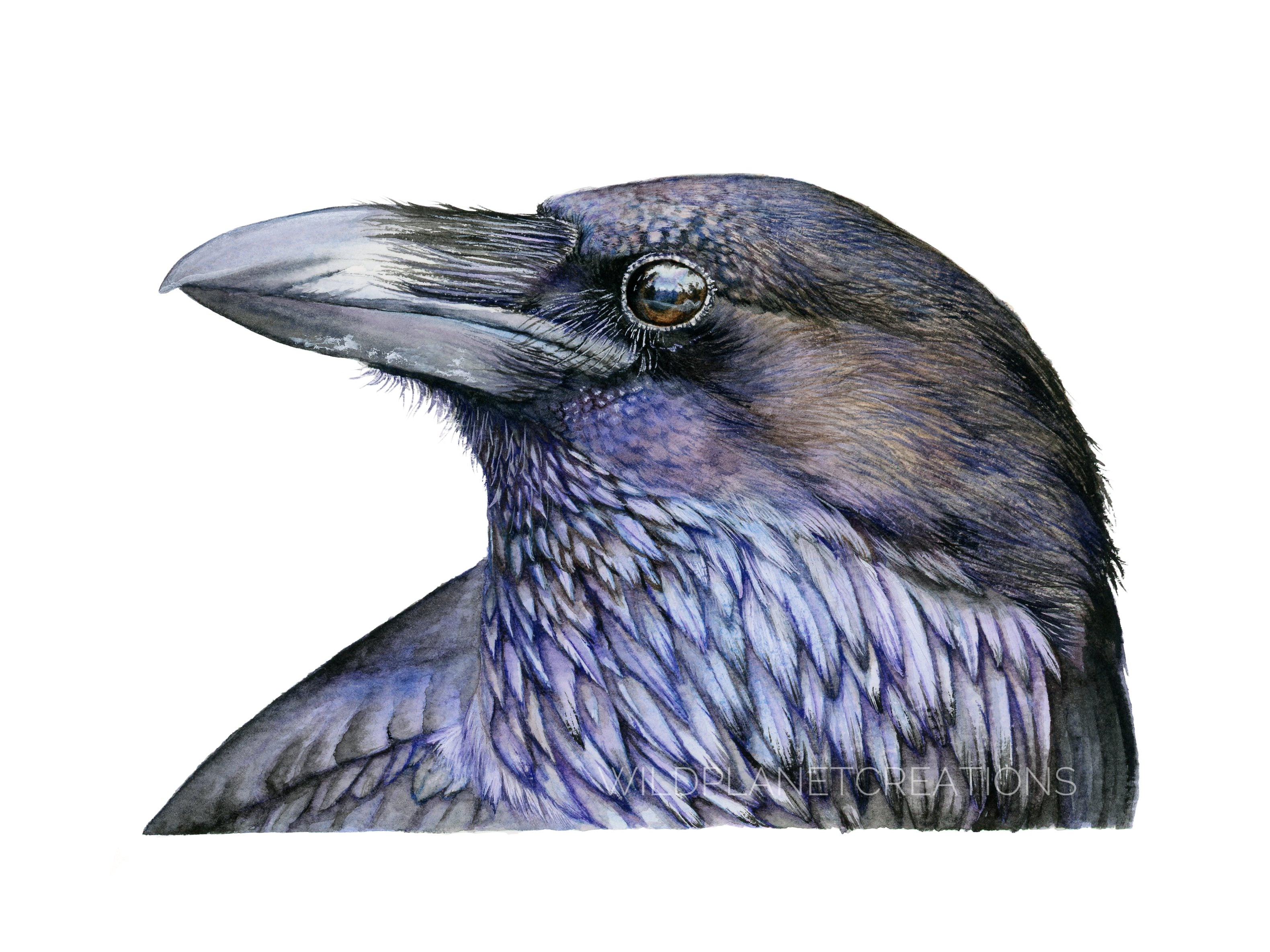 Crow Creative American Crow Art Print – Wild Planet Creations