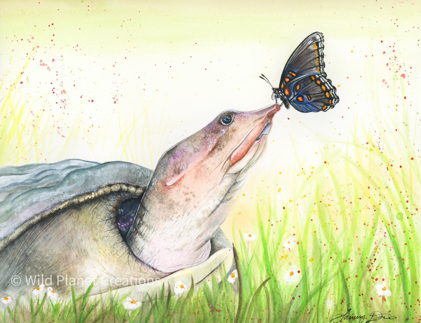 Softshell Turtle Art Print