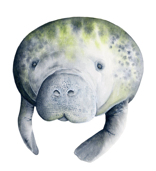 Manatee (Saying Hello) Art Print