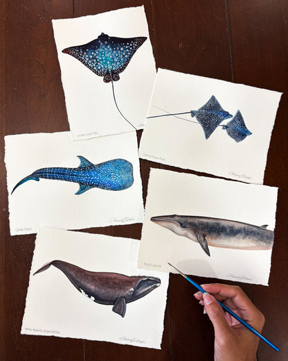 Rice's Whale Mini Original Watercolor Painting