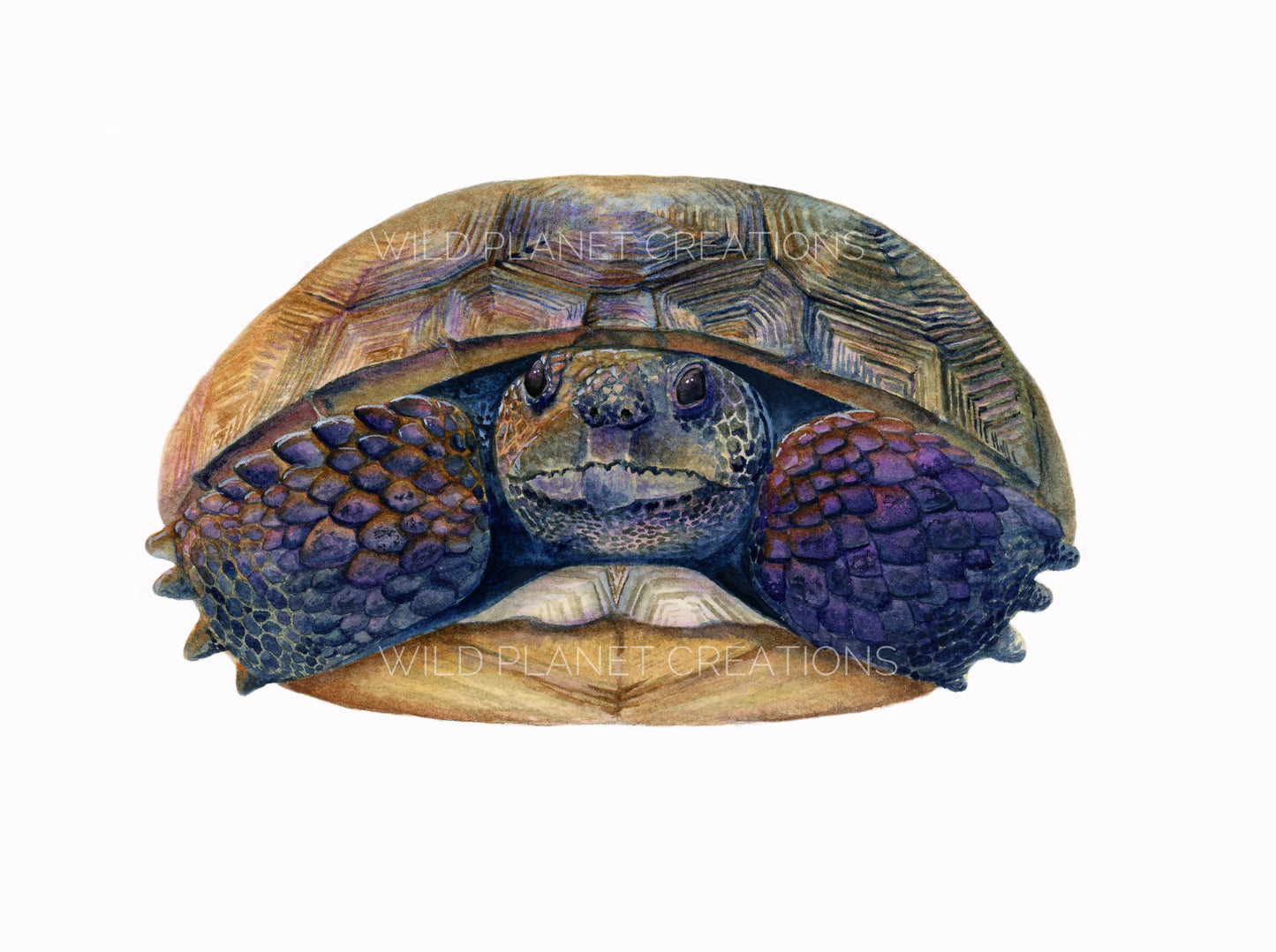 Gopher Tortoise (Nugget) Art Print