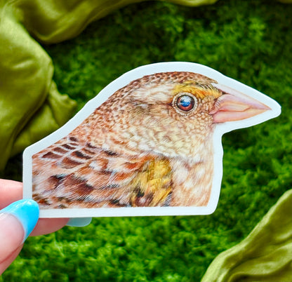 Florida Grasshopper Sparrow Waterproof Sticker