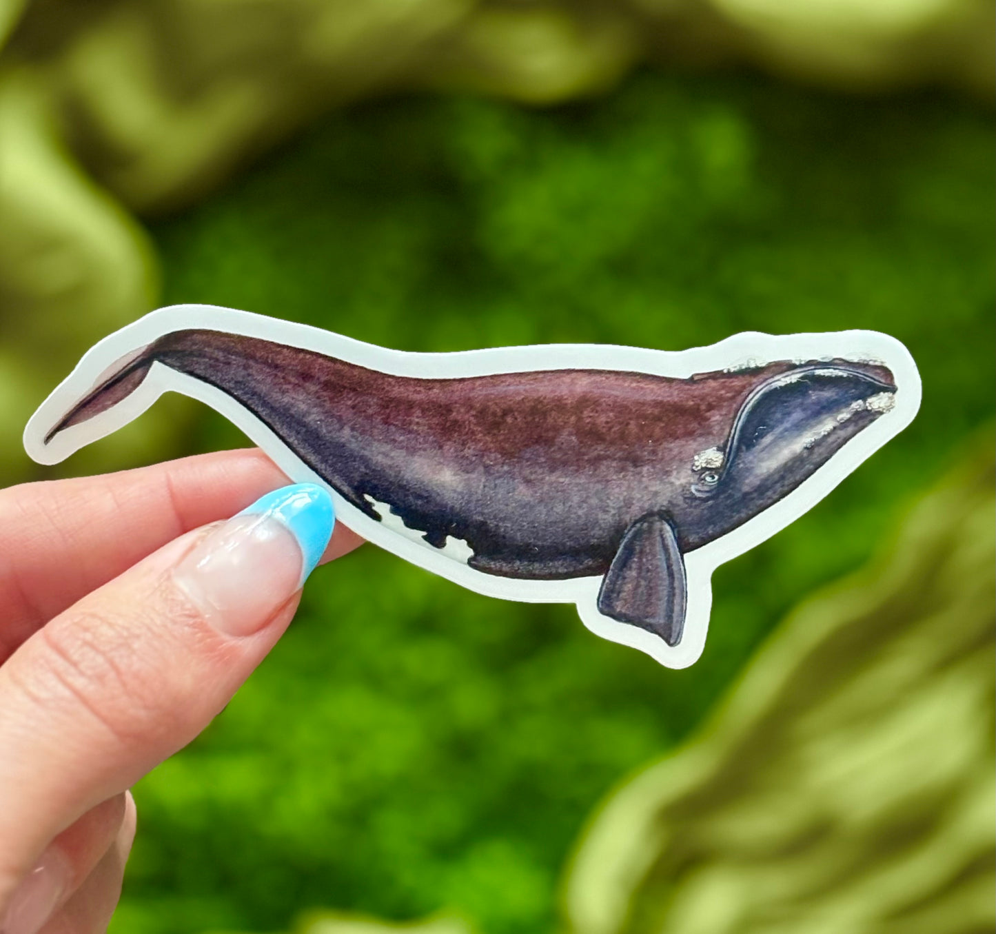 North Atlantic Right Whale Waterproof Sticker