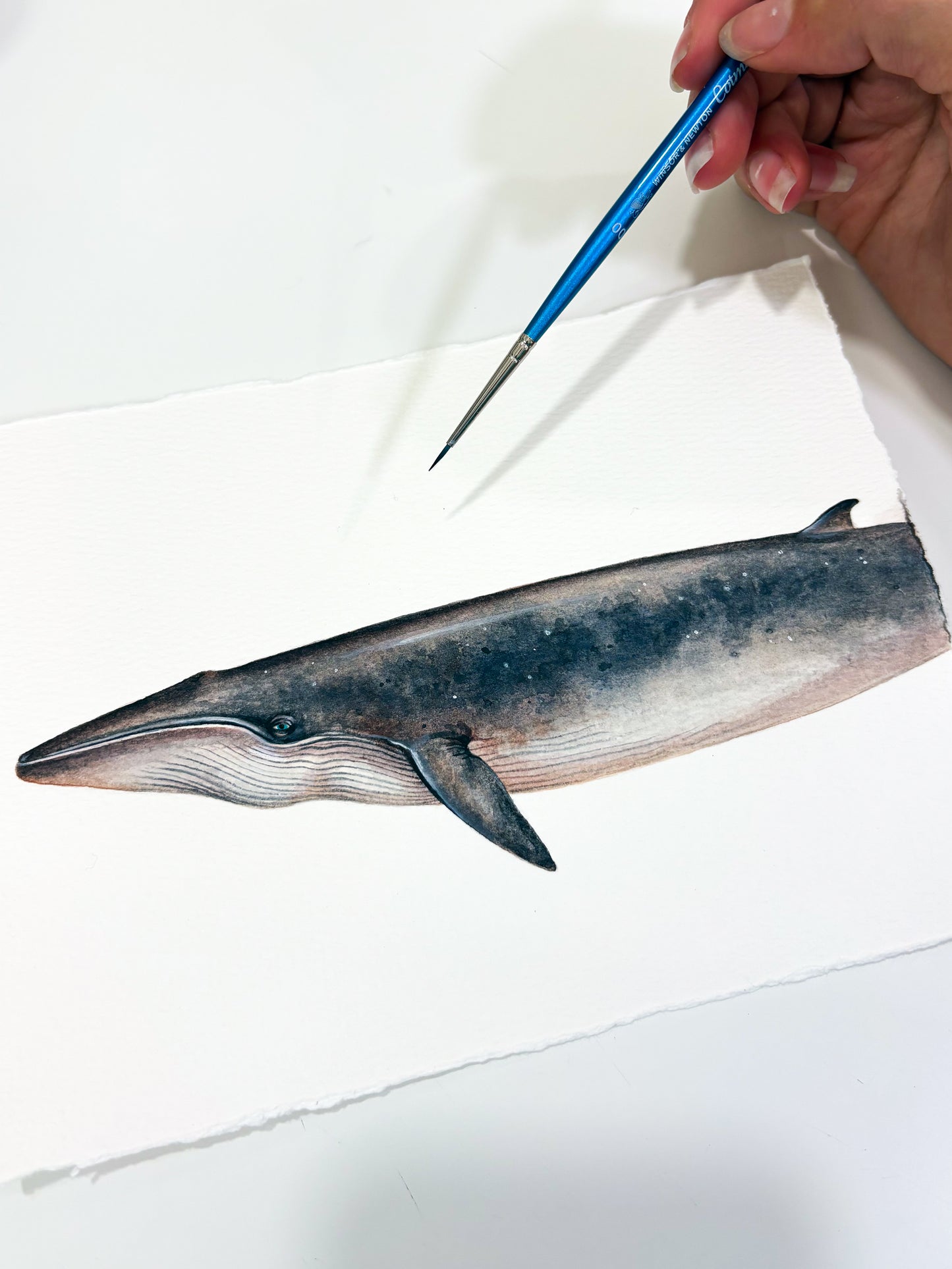Rice's Whale Mini Original Watercolor Painting