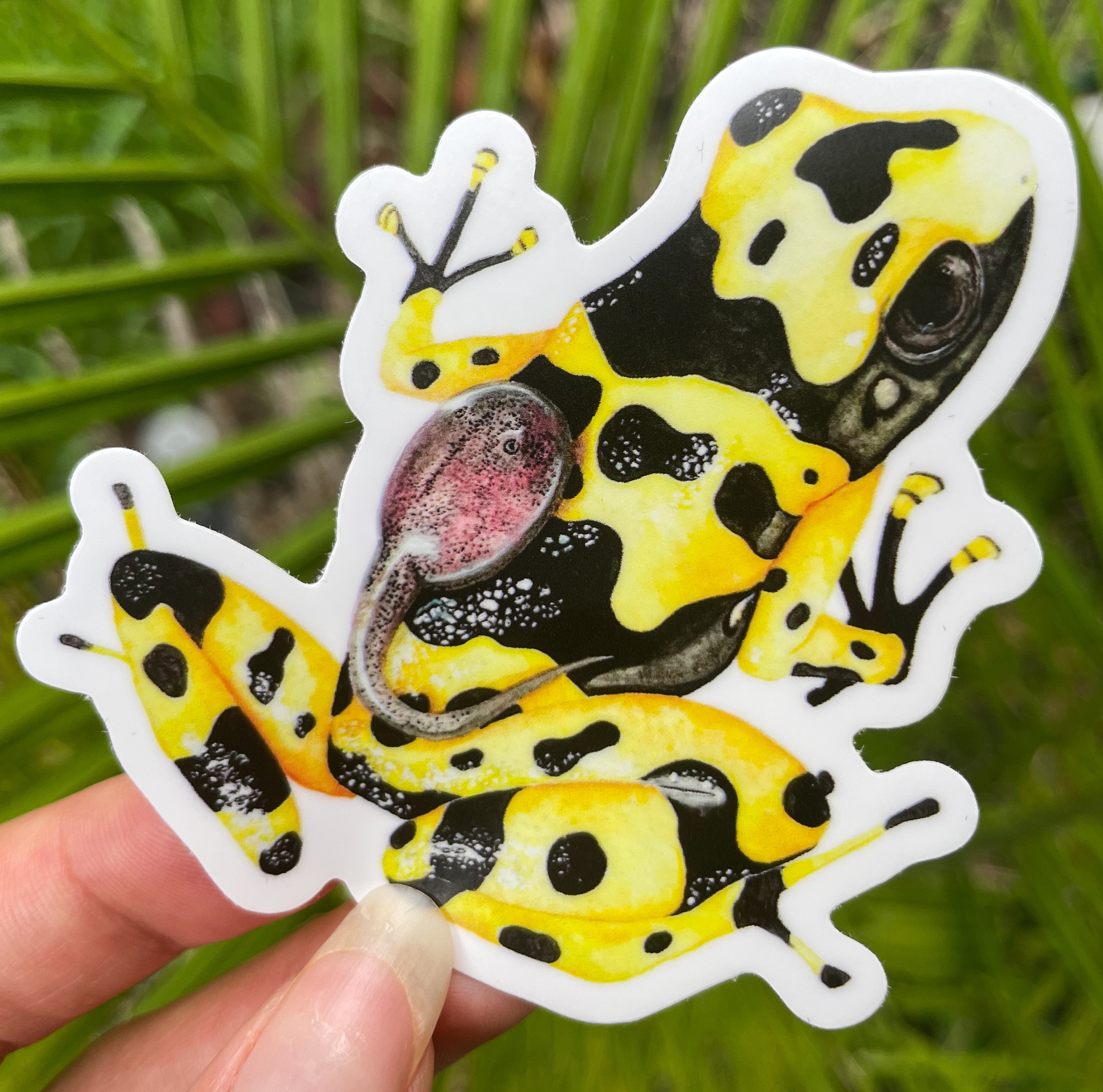 Poison Insect Sticker Poison Frog Waterproof Sticker – Wild Planet Creations
