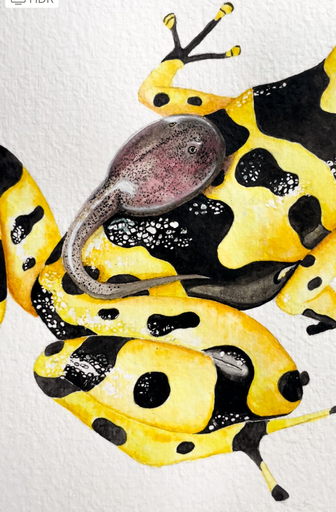 Poison Dart Frog Original Watercolor Painting