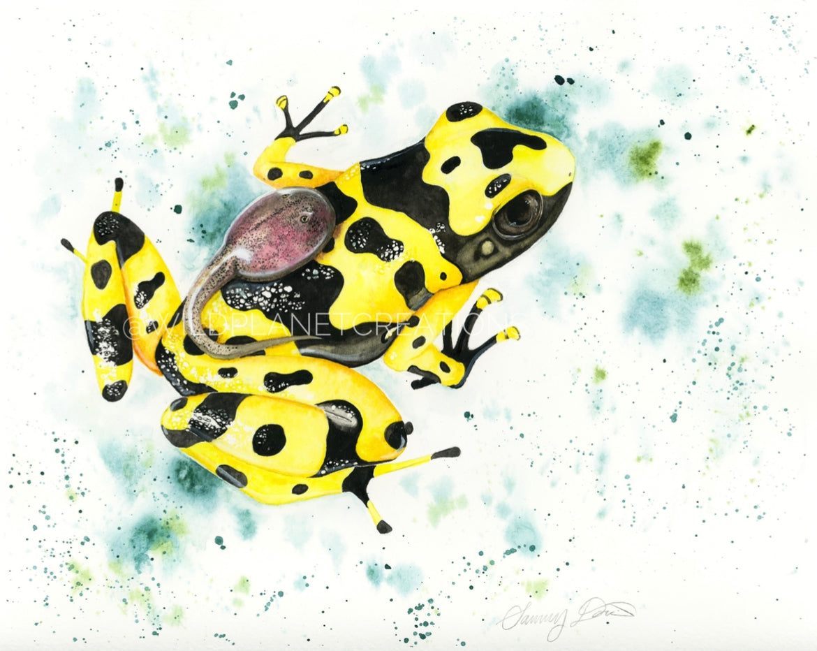 Poison Dart Frog Art Print