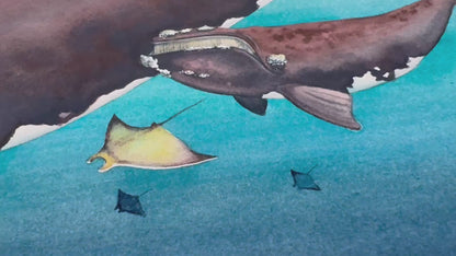 Right Whale "Our Rights" Original Watercolor Painting